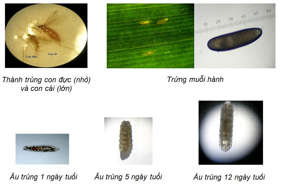 Description: E:\Cong thong tin dien tu So\Dang tin bai\Hinh anh\SAU + BENH\MuoiHanh-02.jpg